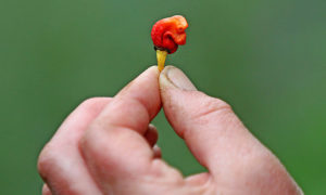 World’s Hottest Chilli Grown By UK Farmers