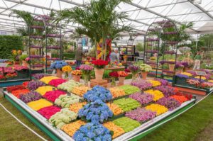 RHS Flower Show