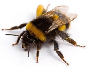 Consumer Group Calls On European Governments To Vote To Widen Ban On Three Bee-Killing Neonicotinoid Pesticides