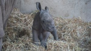 Baby White Rhino Born To Two Victims Of Poaching