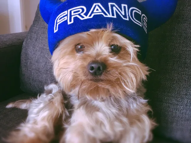 Pet Experts Offer Advice On How To Keep Your Dog Calm During The World Cup