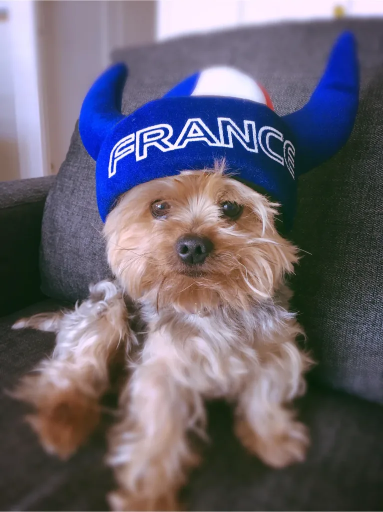 Pet Experts Offer Advice On How To Keep Your Dog Calm During The World Cup