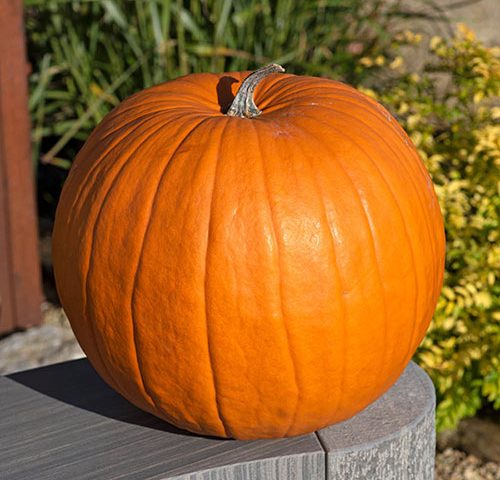 Europe’s Largest Pumpkin Display Becomes Social Media Phenomenon